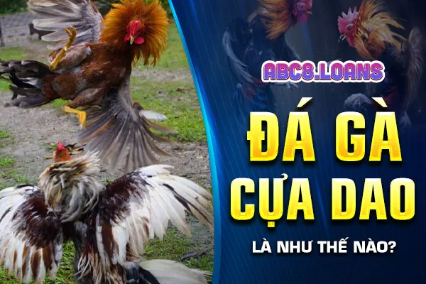 Đá gà cựa dao là như thế nào?