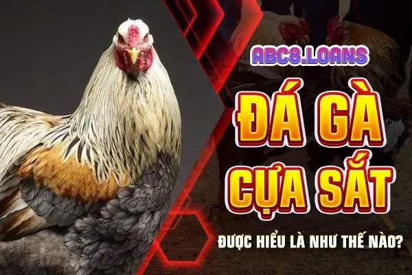 Đá gà cựa sắt được hiểu là như thế nào?