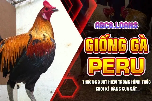 Giống gà Peru thường xuất hiện trong hình thức chọi kê bằng cựa sắt