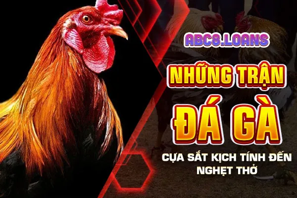 Những trận đá gà cựa sắt kịch tính đến nghẹt thở