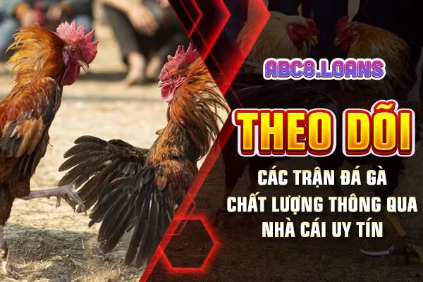 Theo dõi các trận đá gà chất lượng thông qua nhà cái uy tín