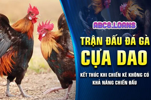 Trận đấu đá gà cựa dao kết thúc khi chiến kê không có khả năng chiến đấu